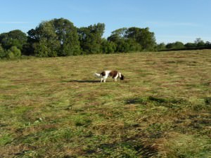 photo d'un chien dans le champs