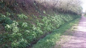 schlusselblumen_normandie