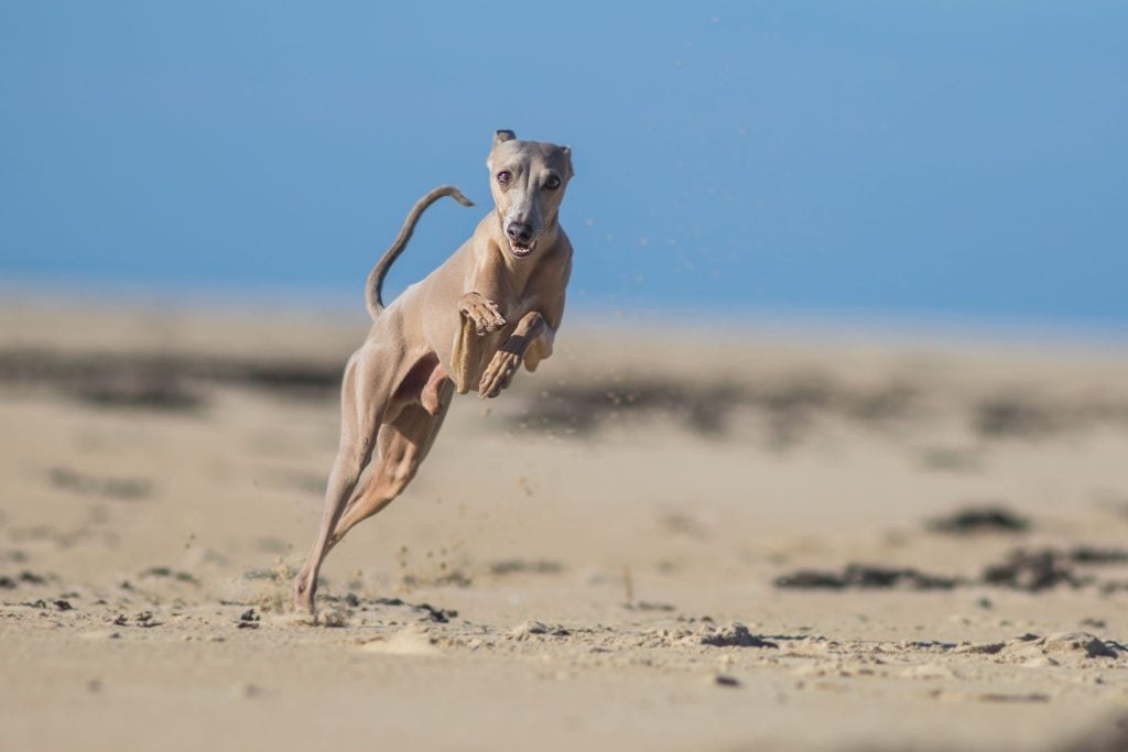 Windhund