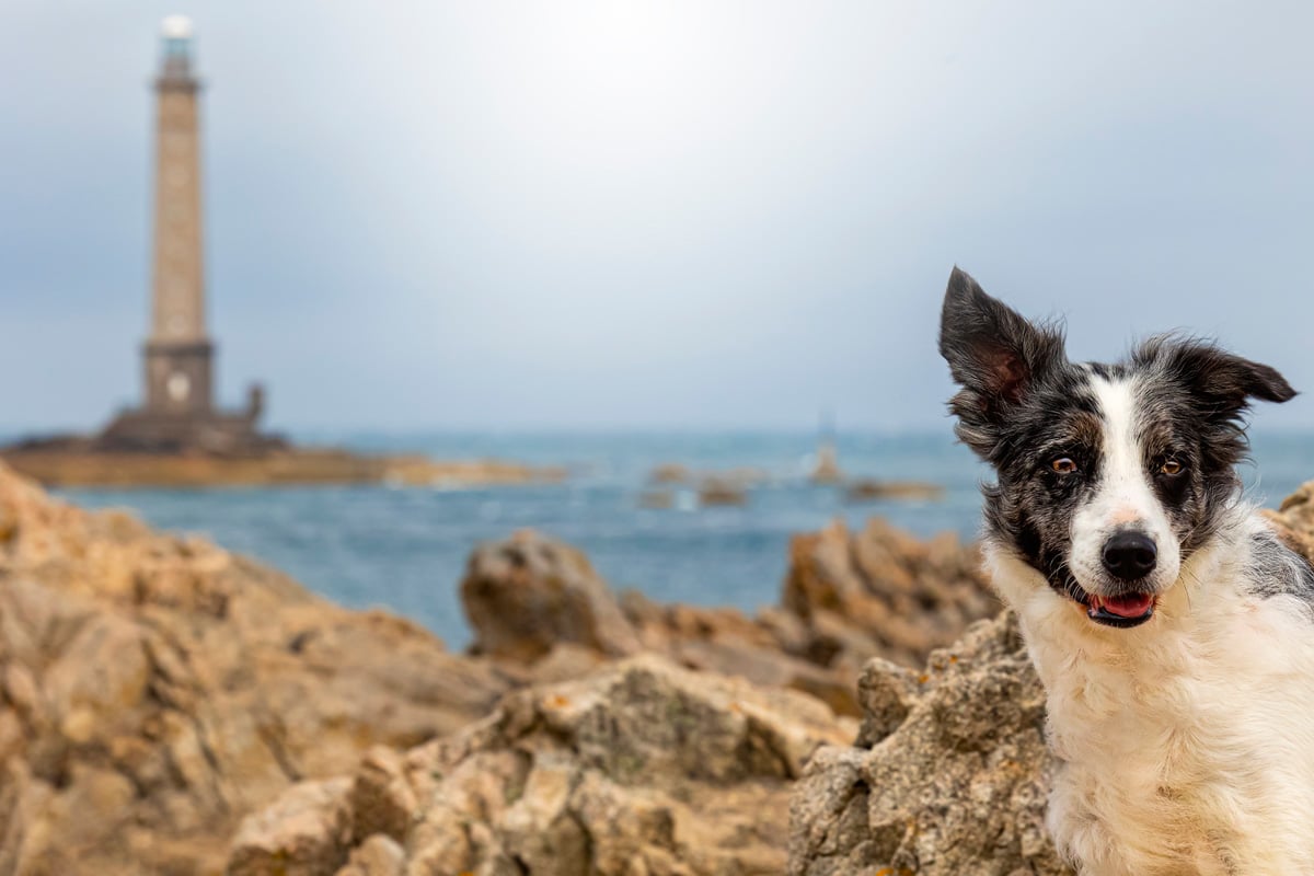 Border Collie in Goury in der Normandie