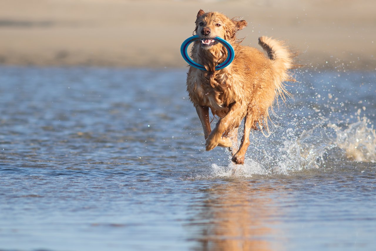 Hund rennt durch Priel in Creances